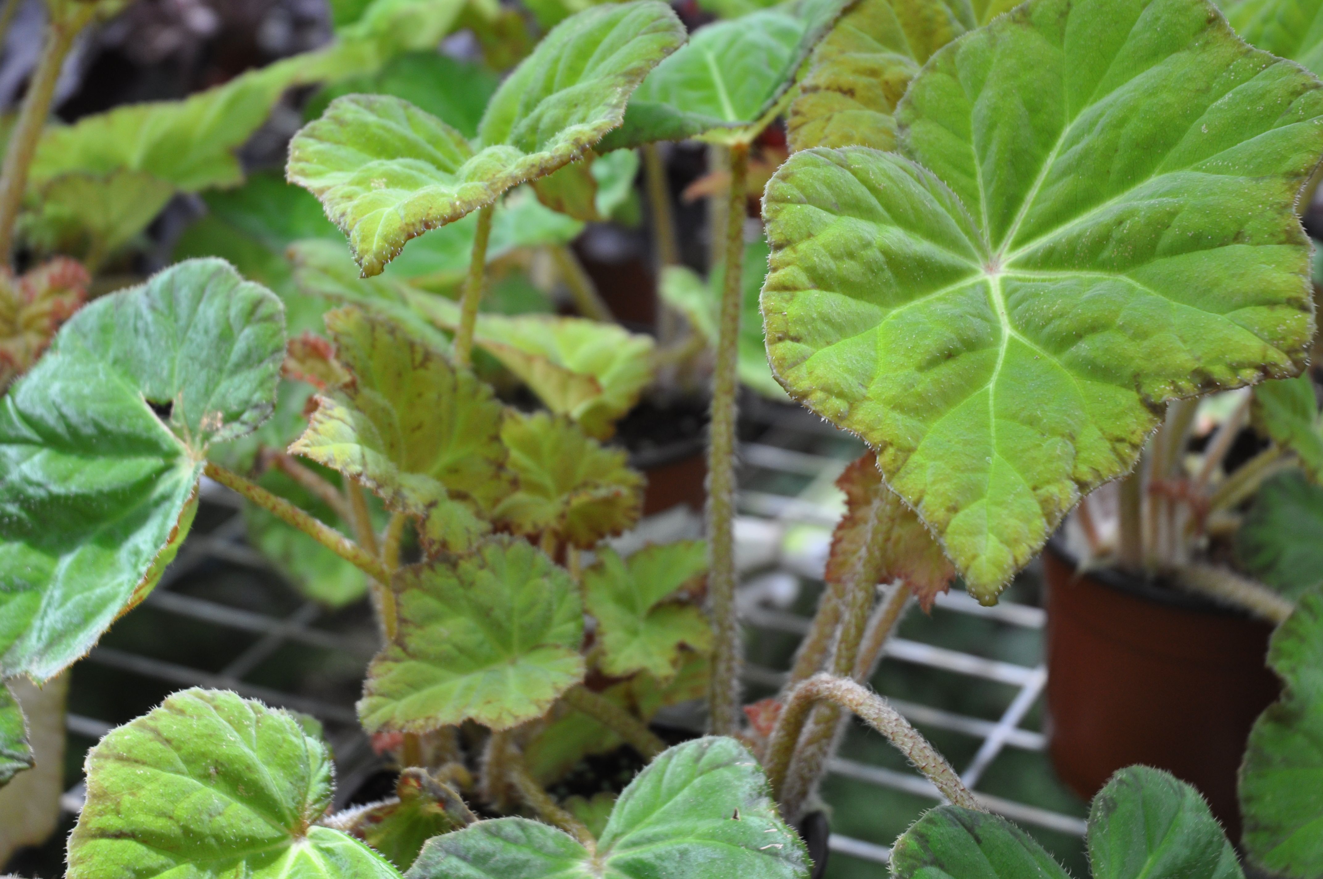 B. ‘Annan Gold’